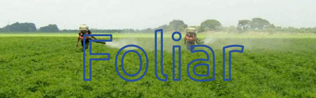 foliar