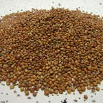 sorgo