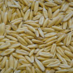 Avena