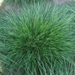 Festuca