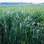 Ray Grass
