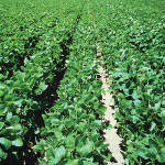 Sorgo Forrajero